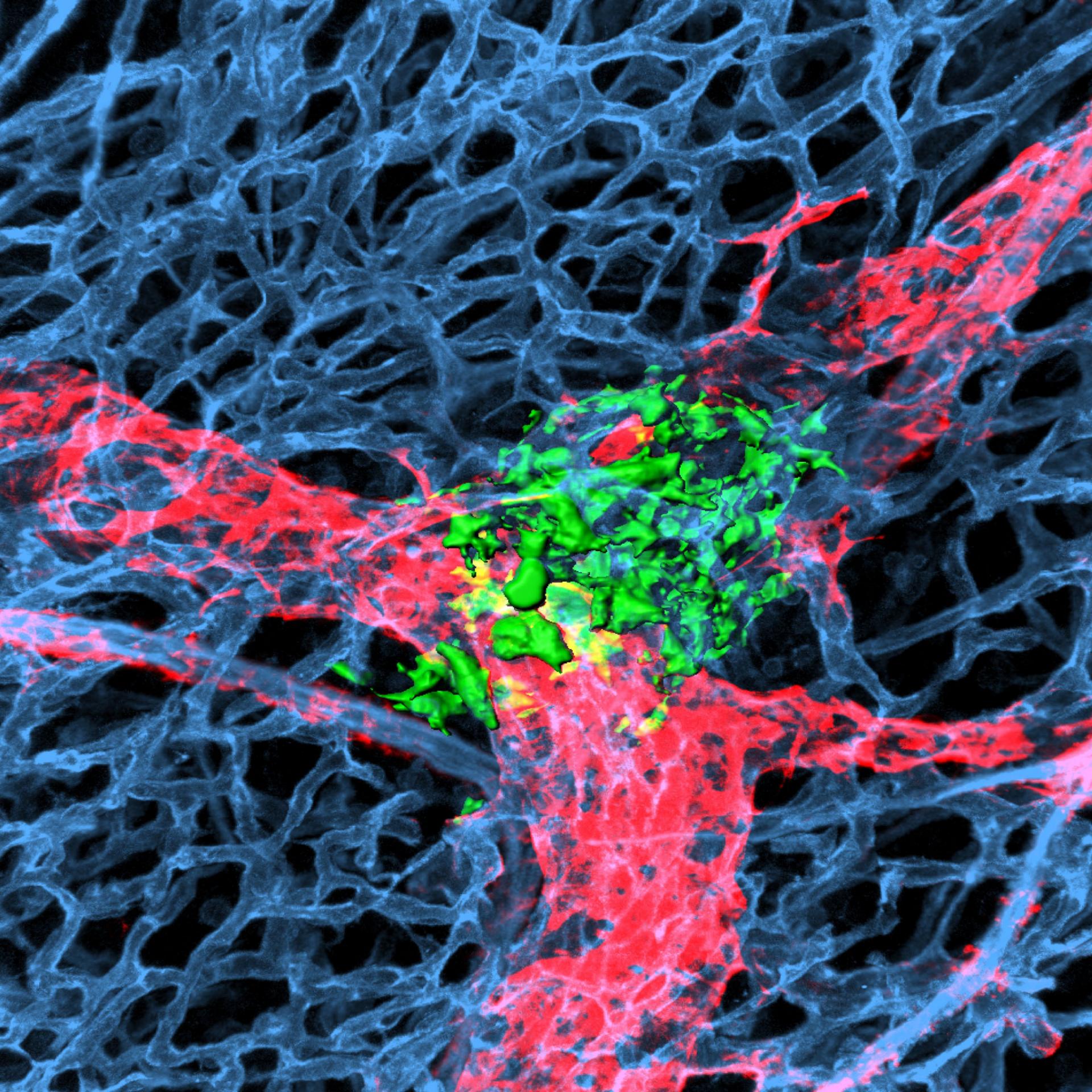 Microscopic image of a neural network: blue web-like structures, red branching pathways, and green clustered areas at the center.