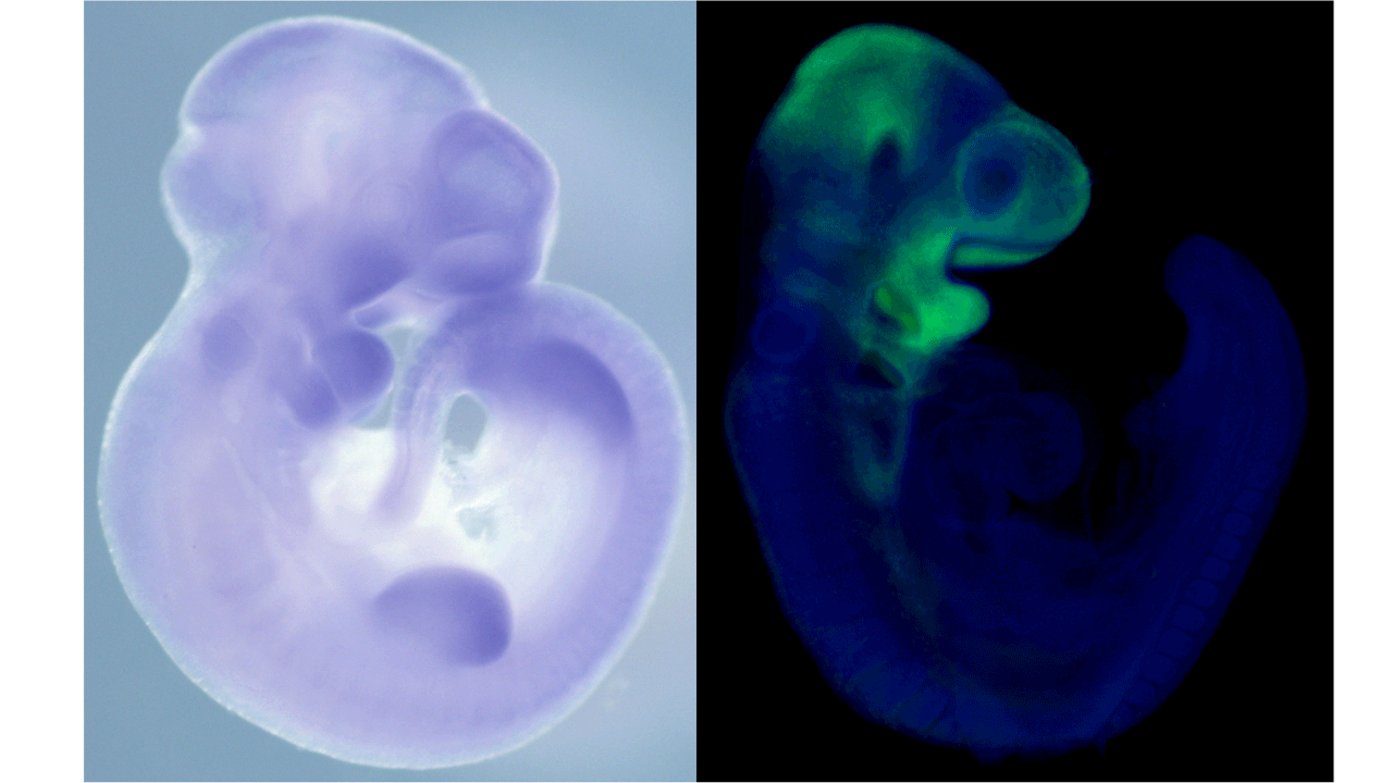 Left: Whole-mount in situ hybridization analysis of Srsf3 expression in an E10.5 mouse embryo. Imaged using ZEISS Stemi 508 stereo microscope. Right: GFP-positive neural crest cells (green) and nuclei (blue) in a lateral whole mount fluorescence image of an E9.5 mouse embryo. Imaged using ZEISS Axio Observer 7 microscope.
