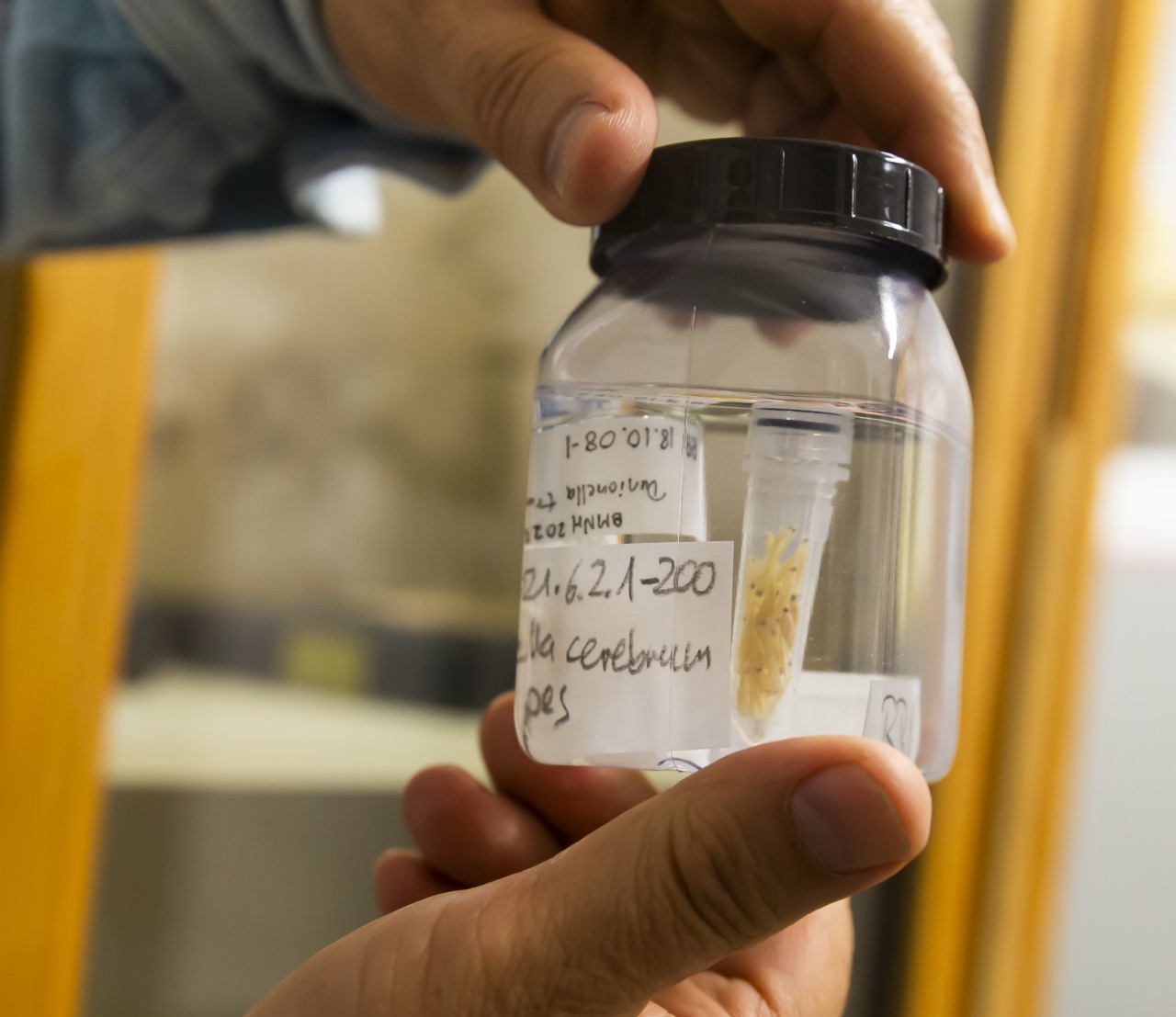 Ralf Britz (Senckenberg Dresden) showing the fish collection