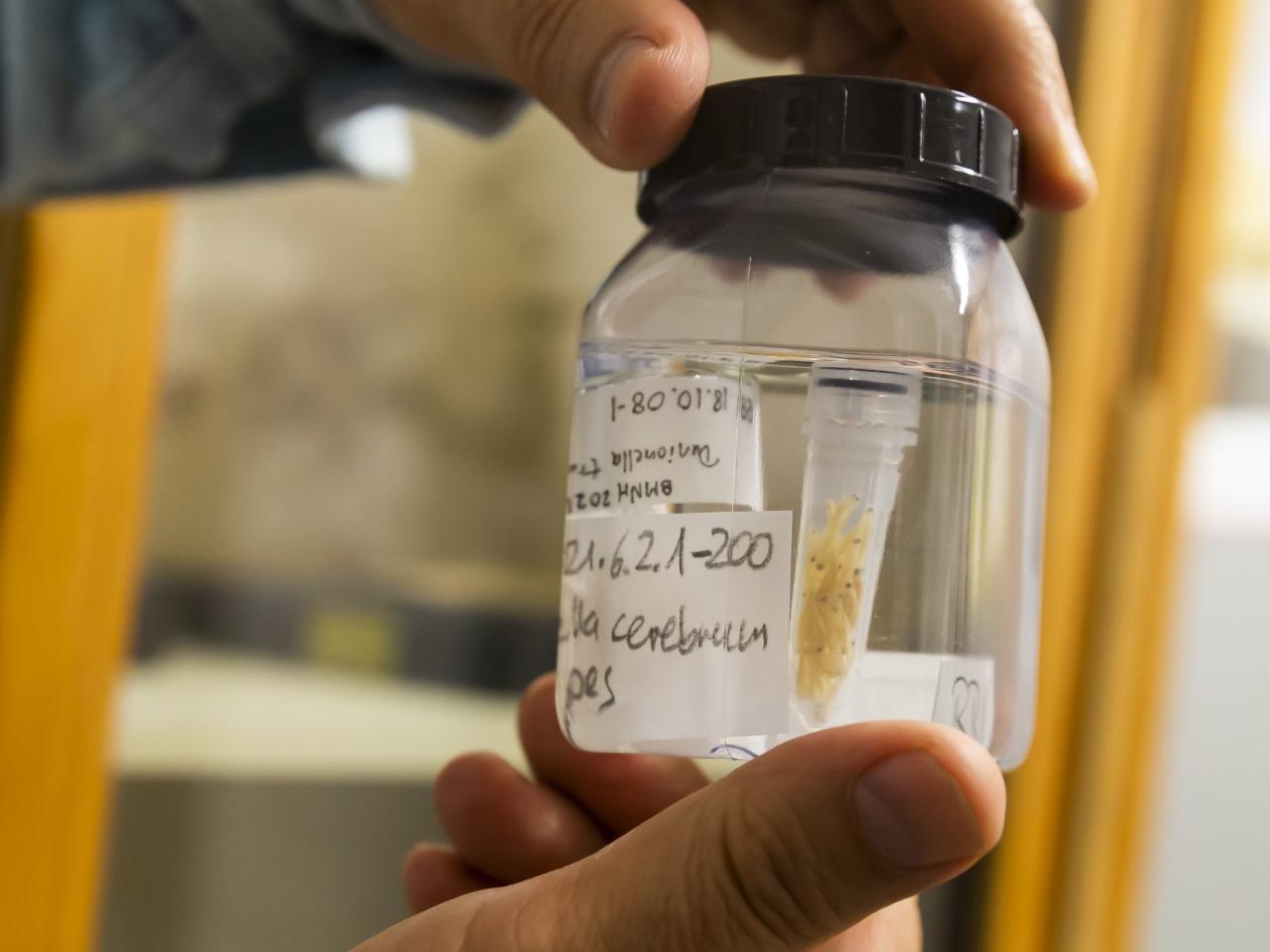 Ralf Britz (Senckenberg Dresden) showing the fish collection