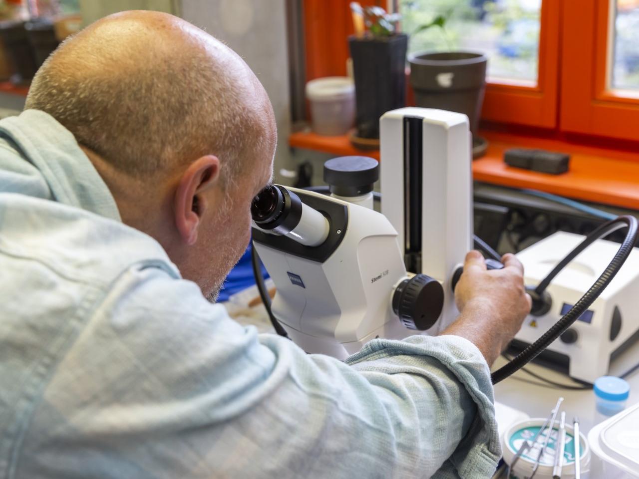 Ralf Britz (Senckenberg Dresden) using a stereo microscope