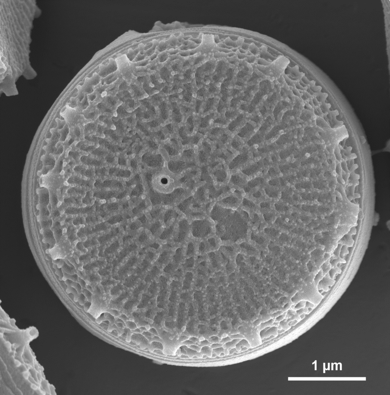 Image of a diatom captured with scanning electron microscopy using ZEISS Crossbeam