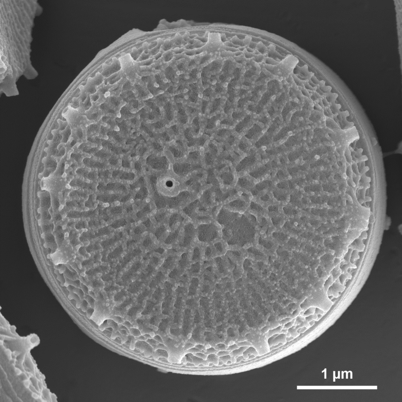 Image of a diatom captured with scanning electron microscopy using ZEISS Crossbeam