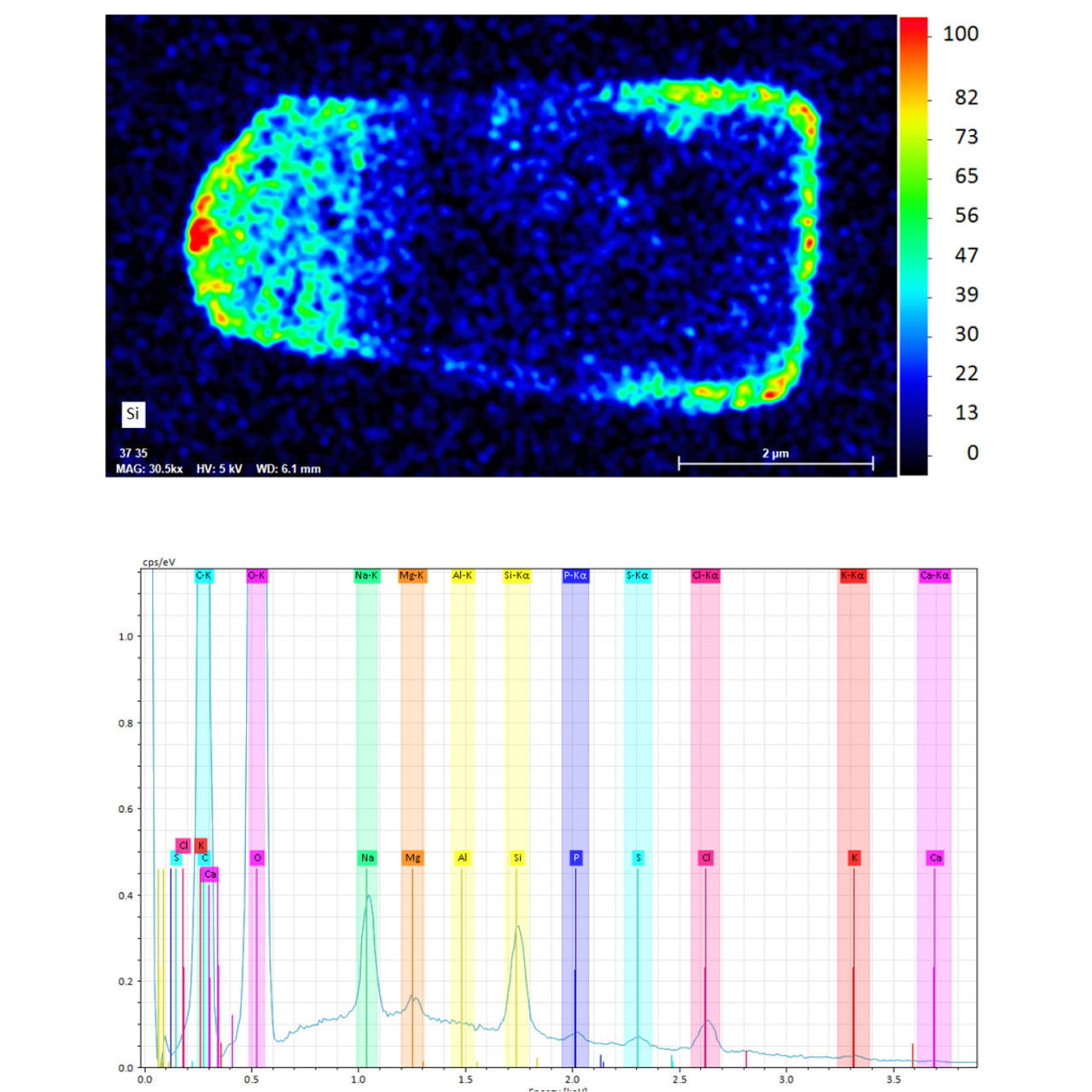 Silicon (Si) EDS map of a cross section through a vitrified diatom cell. Warm colors indicate higher Si concentrations both in the cell wall and the cell interior. The lower panel shows the averaged EDS spectrum of the intracellular volume. Data acquired with ZEISS Crossbeam.