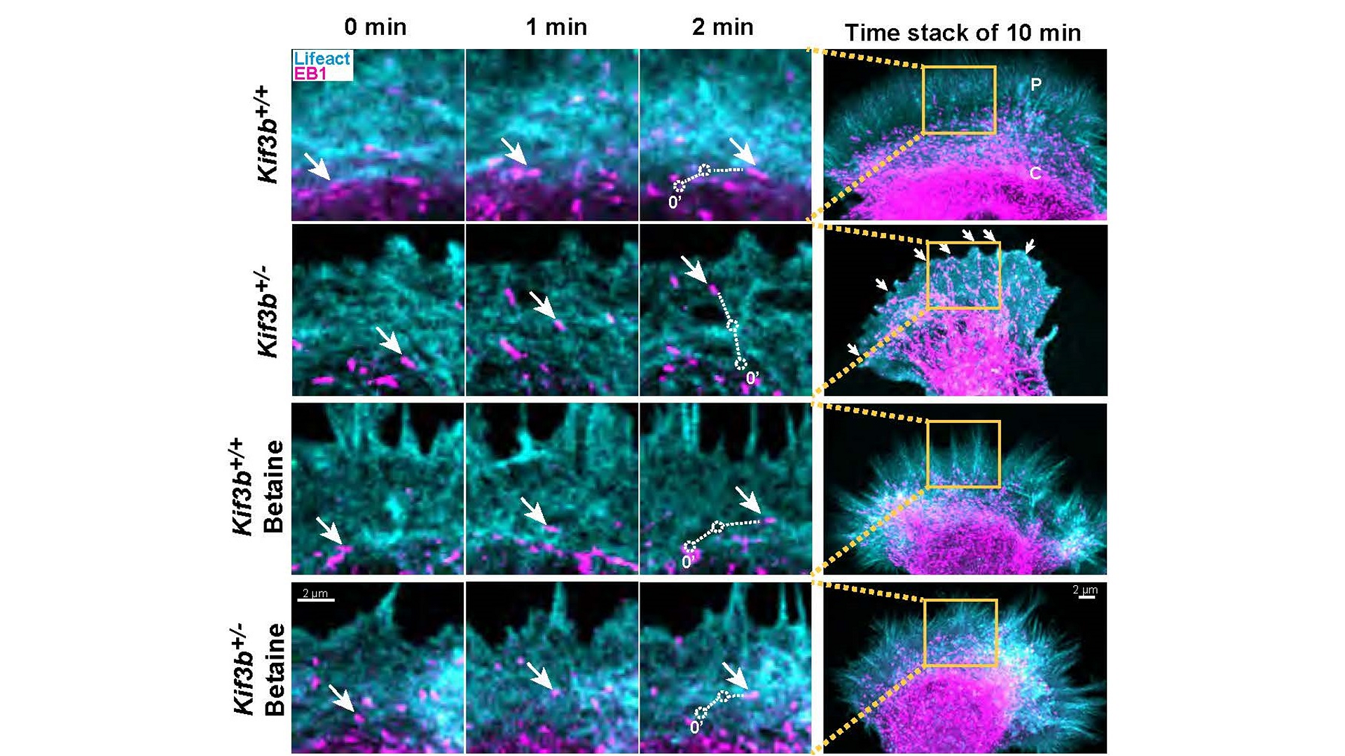 Time-lapse recording of microtubule invasion from the C- into the P-domains of lamellipodia. Arrows show movements of typical puncta of microtubule plus ends. Imaged using a ZEISS confocal microscope with Airyscan detector.