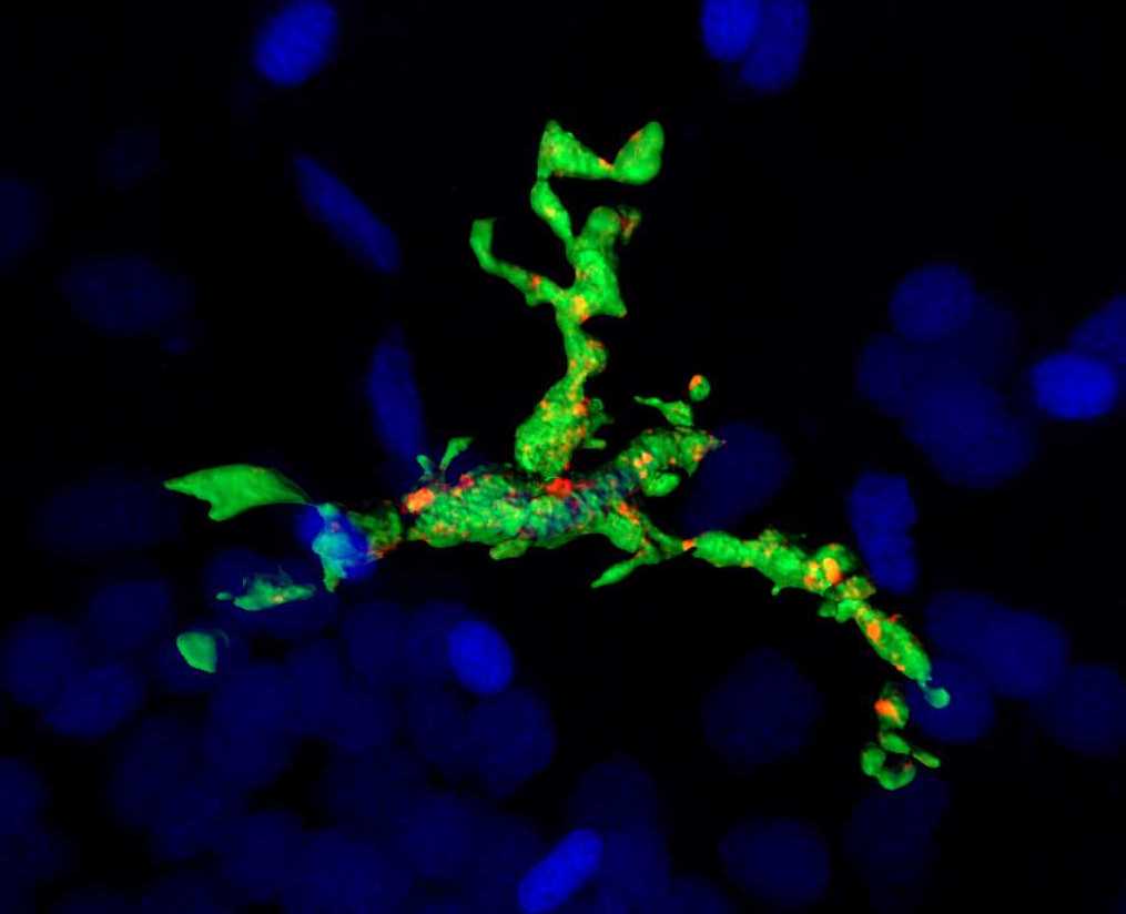 Microglia uptake of synaptic proteins within the zebrafish hindbrain at 28 days post fertilization