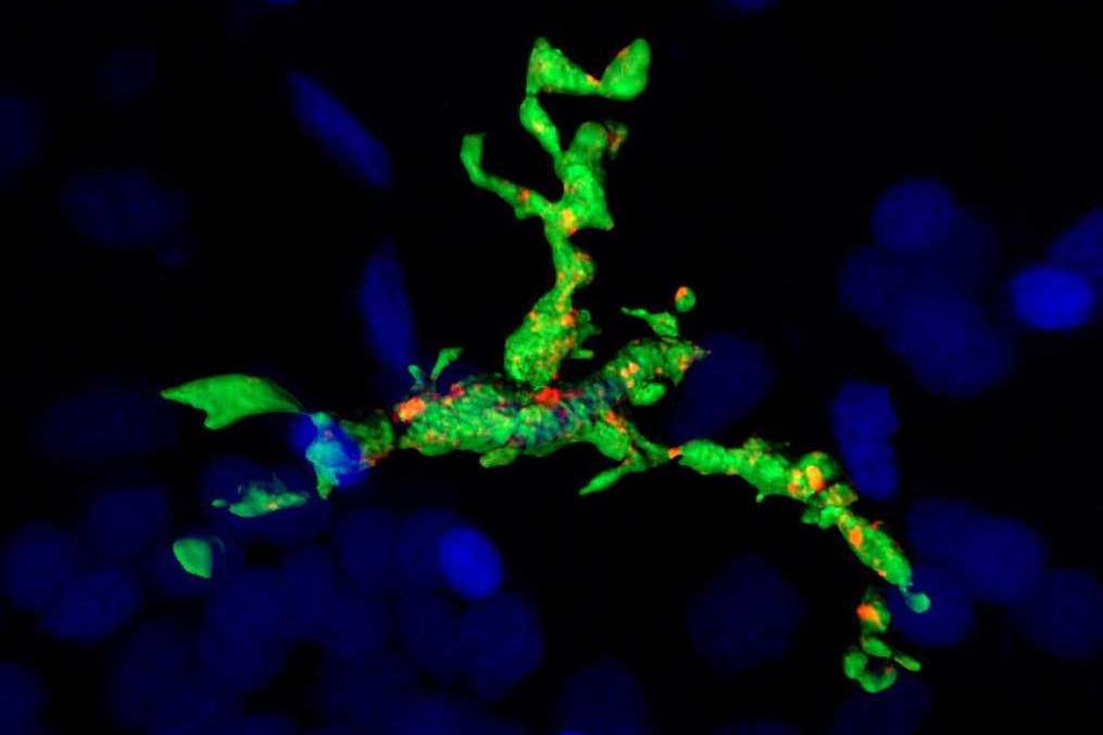 Microglia uptake of synaptic proteins within the zebrafish hindbrain at 28 days post fertilization