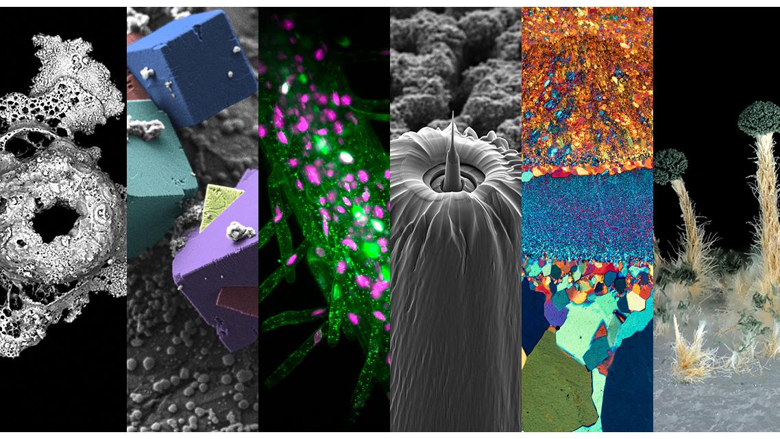 ZEISS Microscopy Image Contest winners