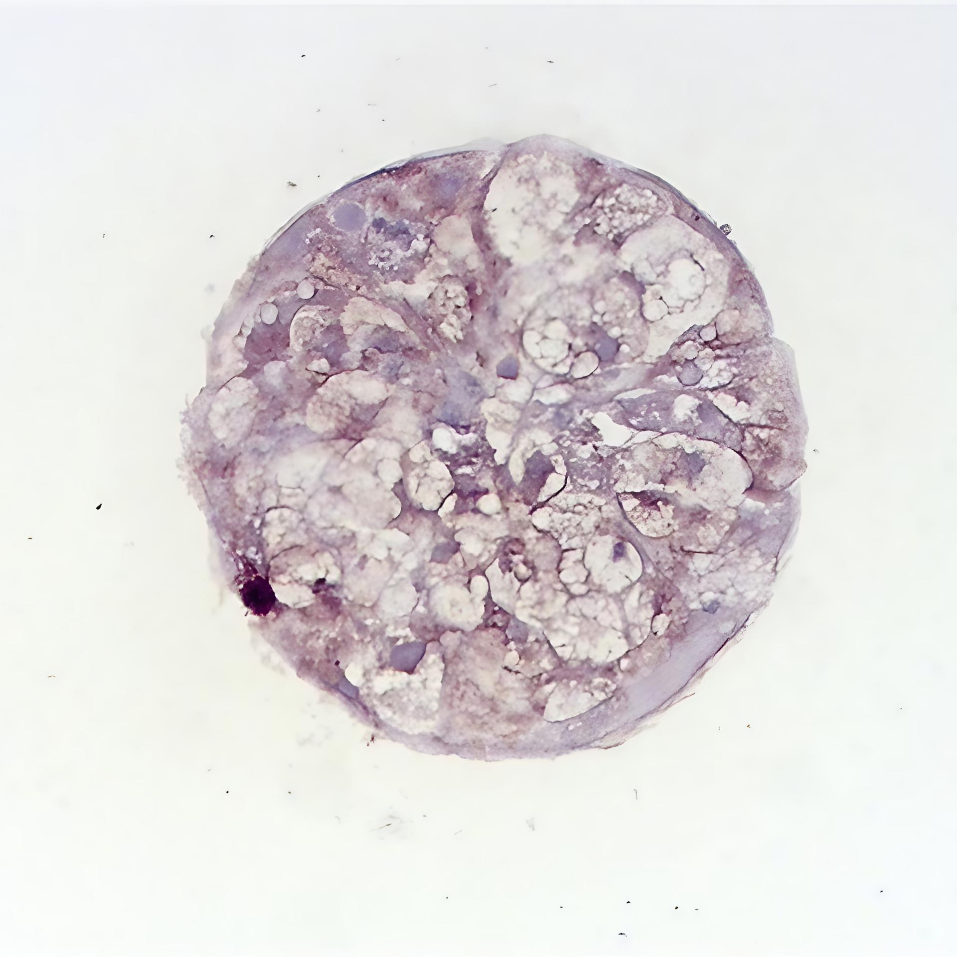 Microscopic image of a liver microtissue sample stained with albumin, revealing distinct cellular structures. The cross-section displays circular shapes of hepatocytes, highlighted in shades of purple. Dark spots indicate areas of albumin expression, contrasting with the lighter purple cytoplasm, against a neutral background.