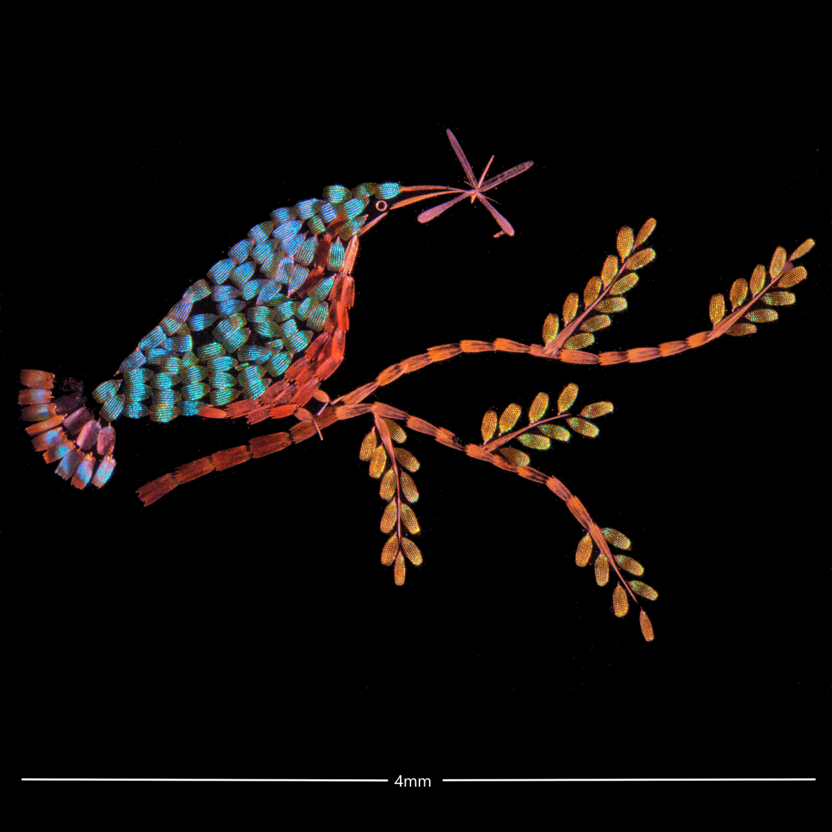 Butterfly Scale ‘Kingfisher’