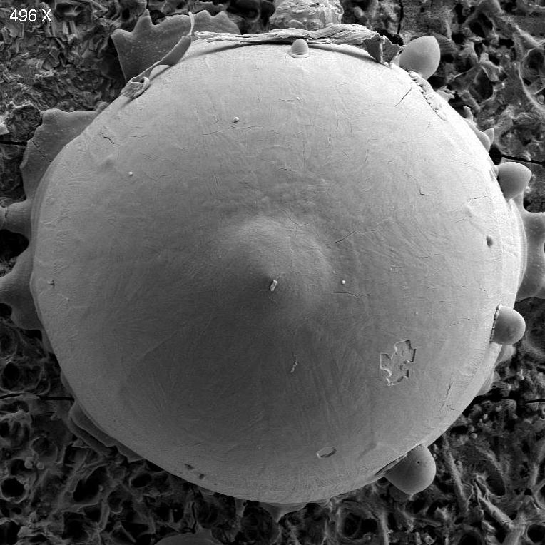 FeO sphere formed on a flat steel surface imaged with ZEISS Sigma FE-SEM.