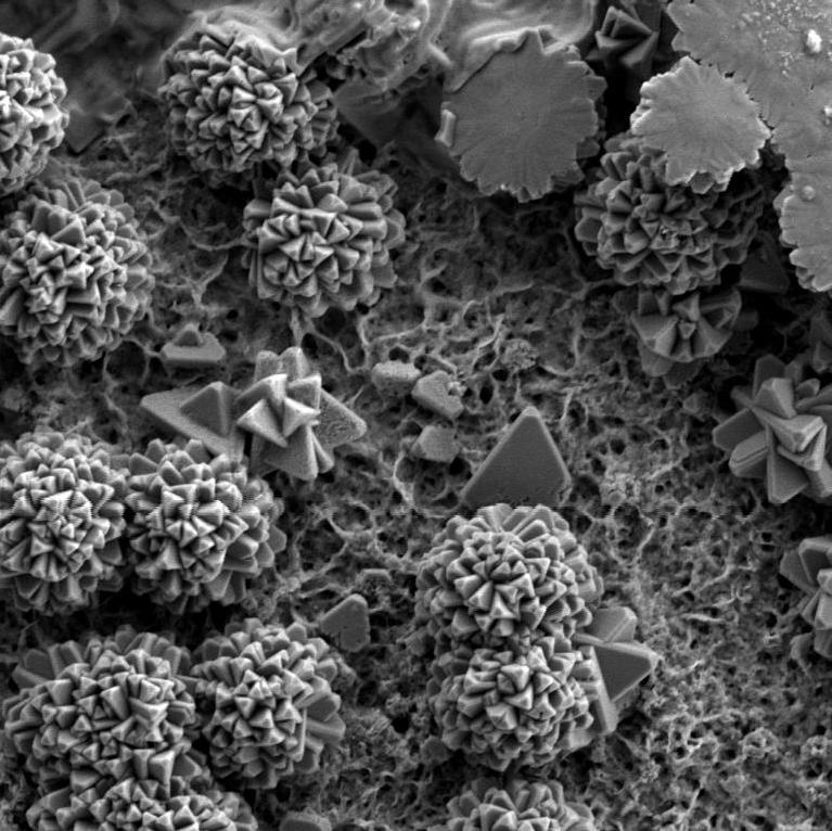 ZnO under polymer coating after salt fog test, imaged using ZEISS Sigma FE-SEM