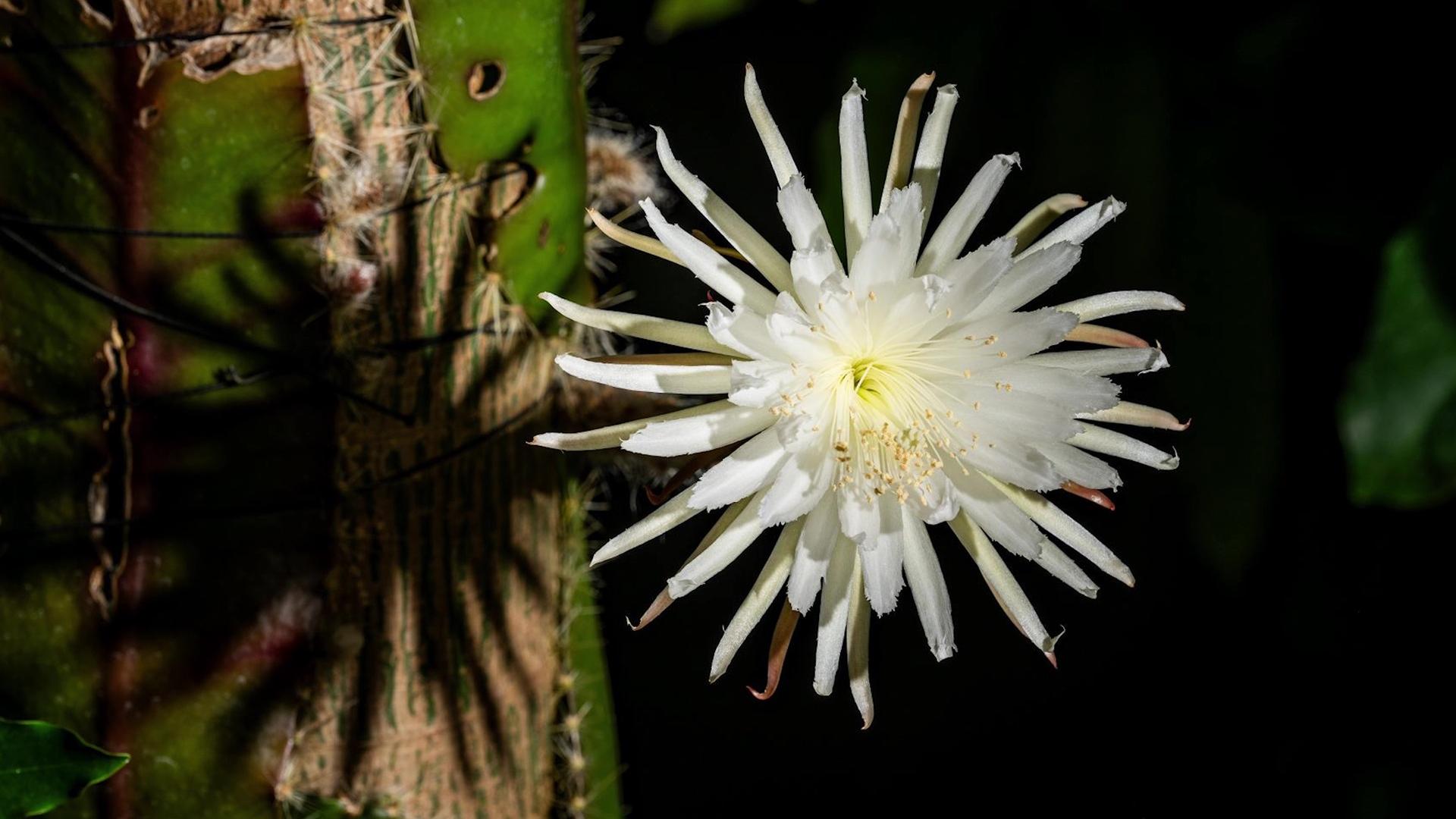 The famous Cambridge moonflower before ultrastructural studies with scanning electron microscopy