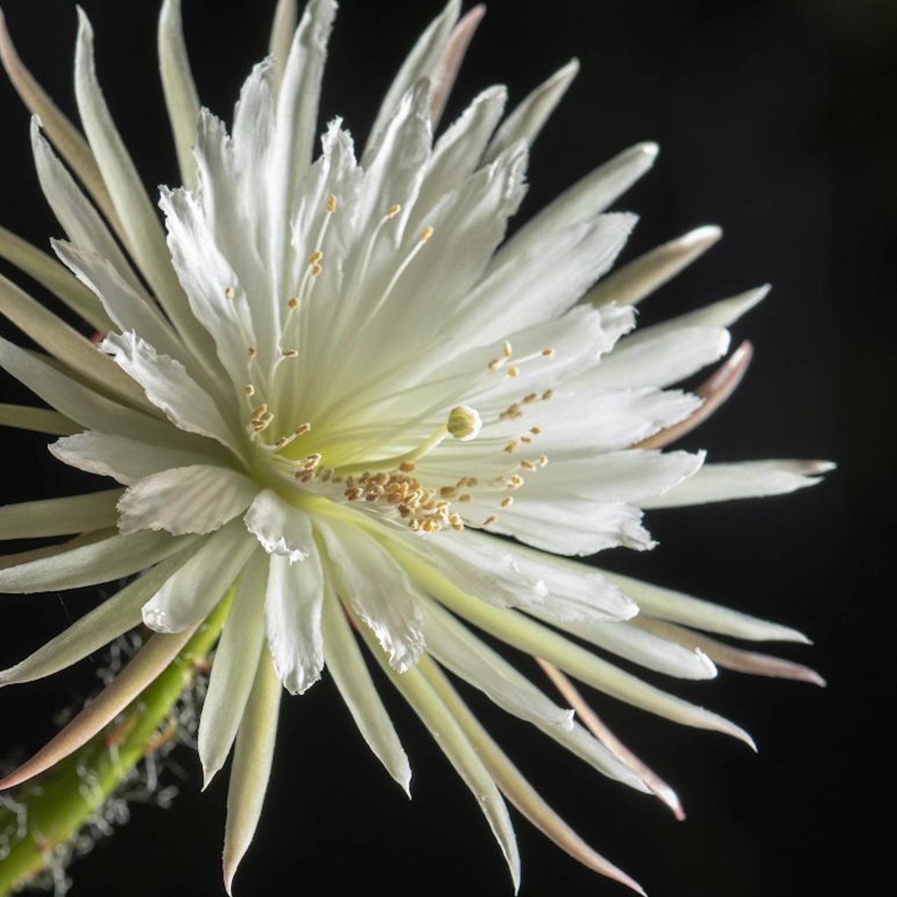microscopic flower photography