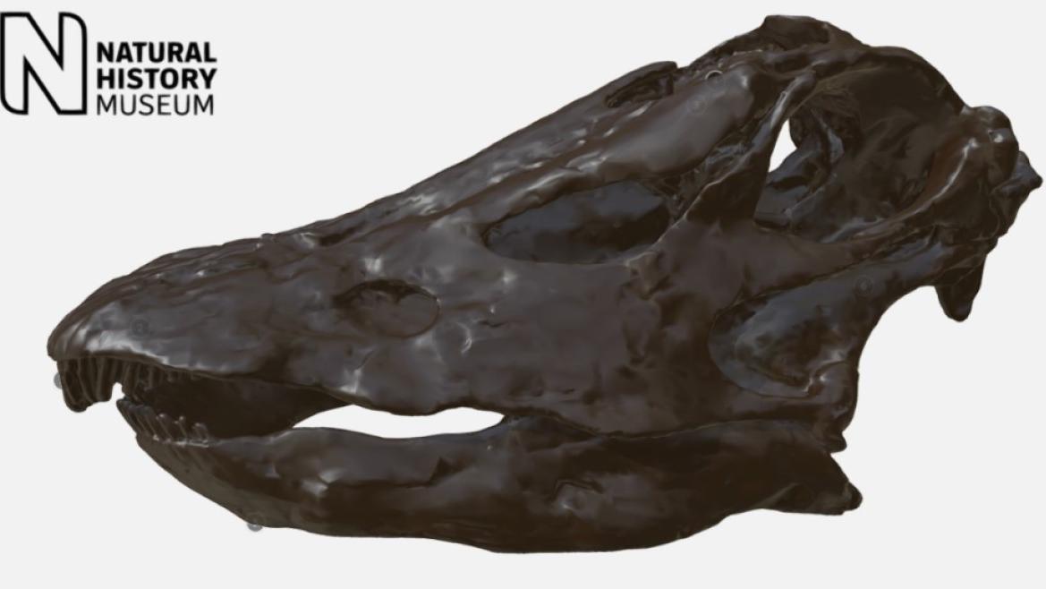 3D skull model dinosaur | Natural History Museum London