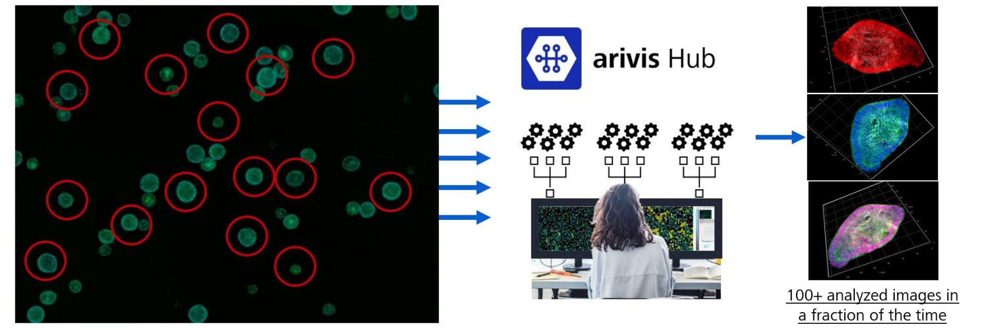 High content organoid analysis illustration. On the right a large image containing many organoids is fed into ZEISS arivis Hub and the diverse organoids (approx. 100) are analyzed in parallel. On the left you see results of enhanced 3D analysis of individual organoids.