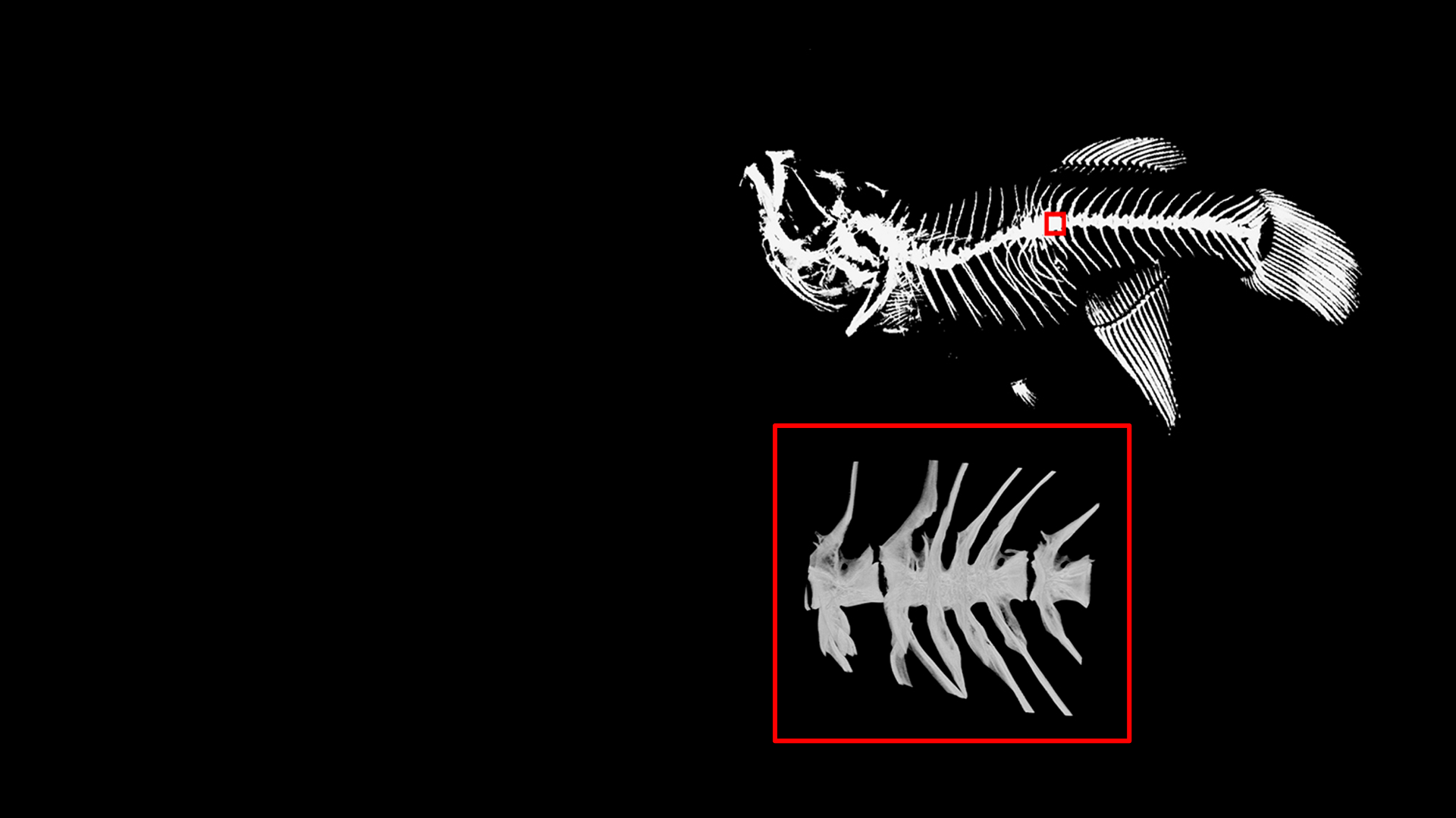 Morphology of aged turquoise killifish bone imaged with ZEISS Xradia Versa X-ray microscope