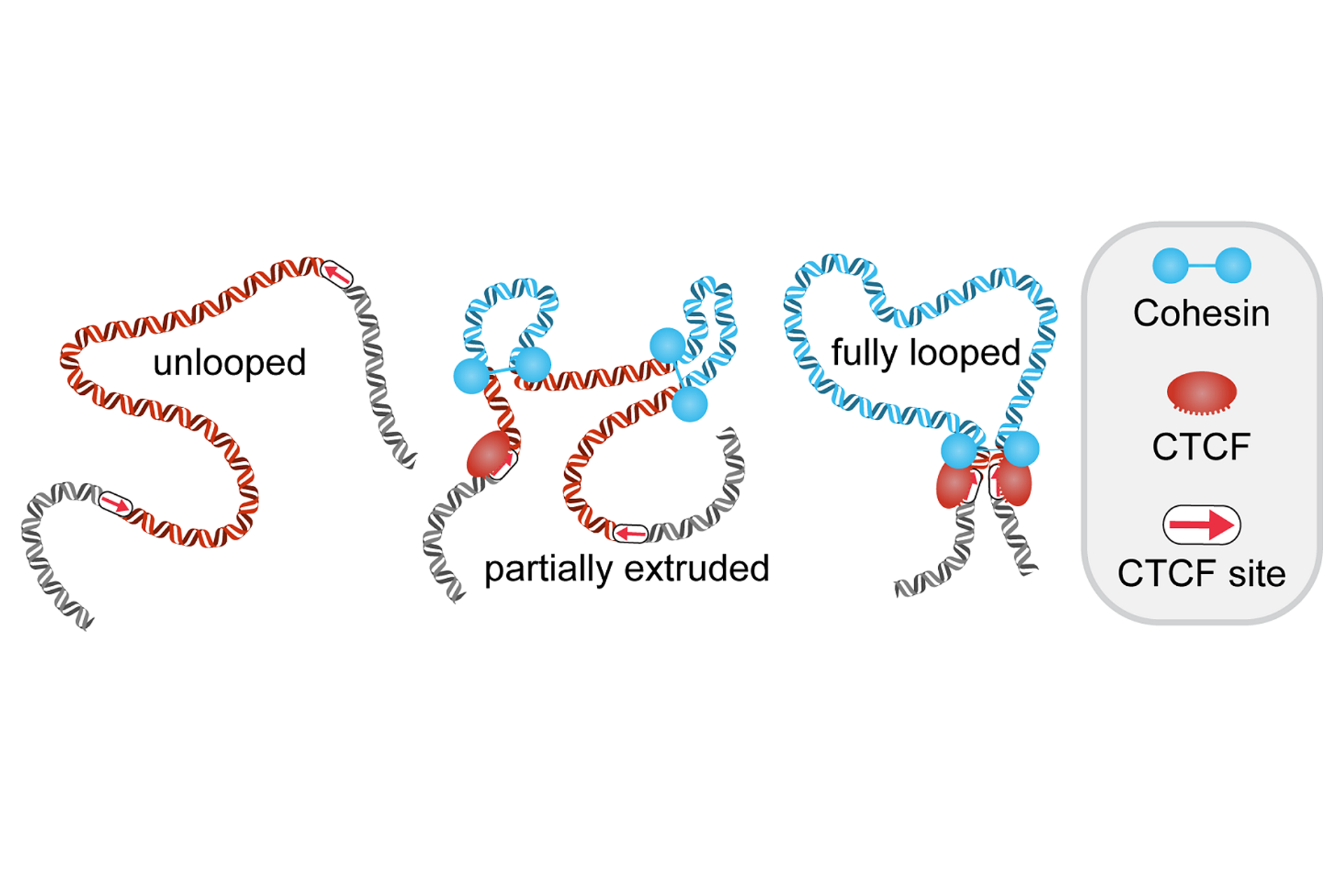 Diagram of CTCF/cohesin mediated DNA loop