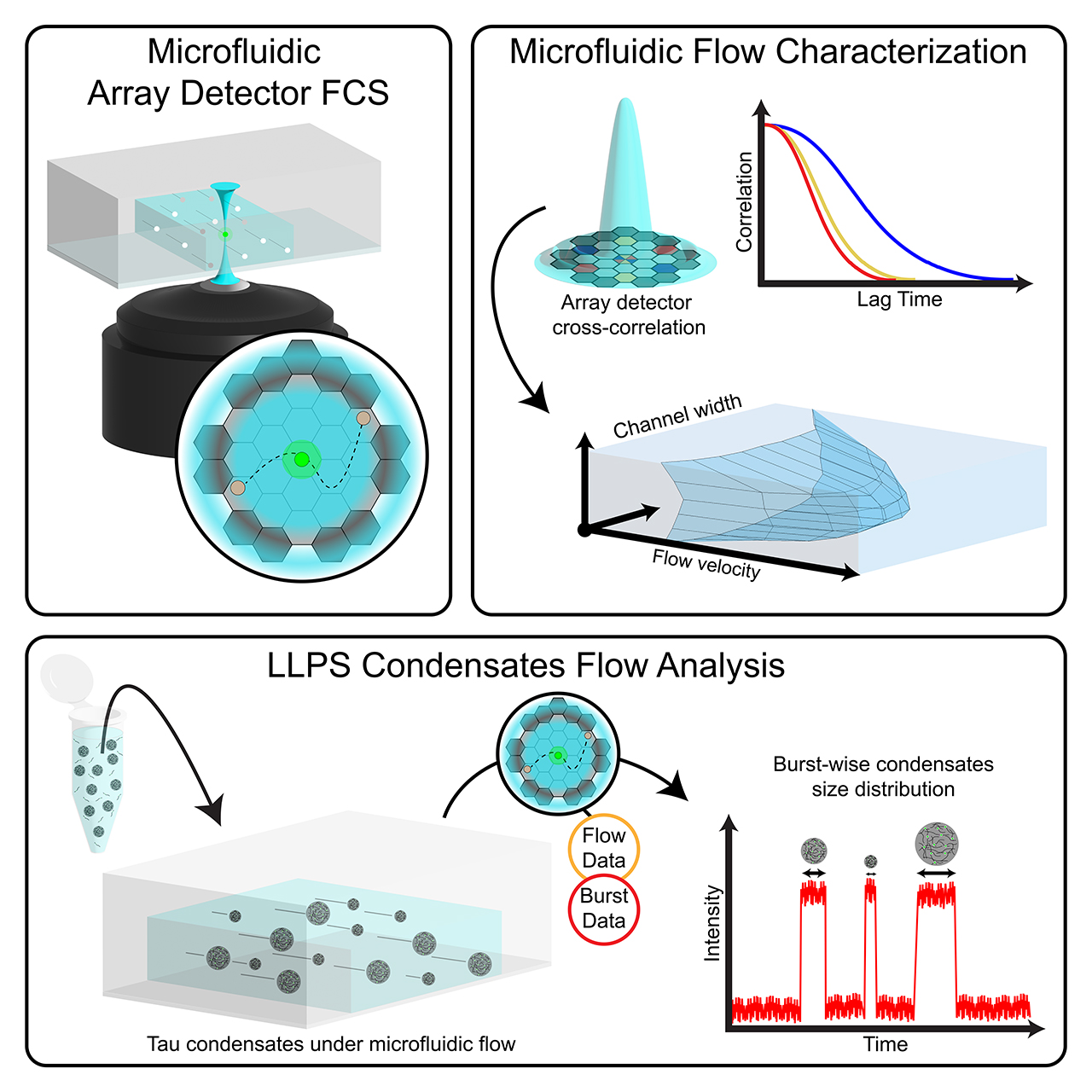 UHasselt | Fluorescence correlation spectroscopy with array-detector