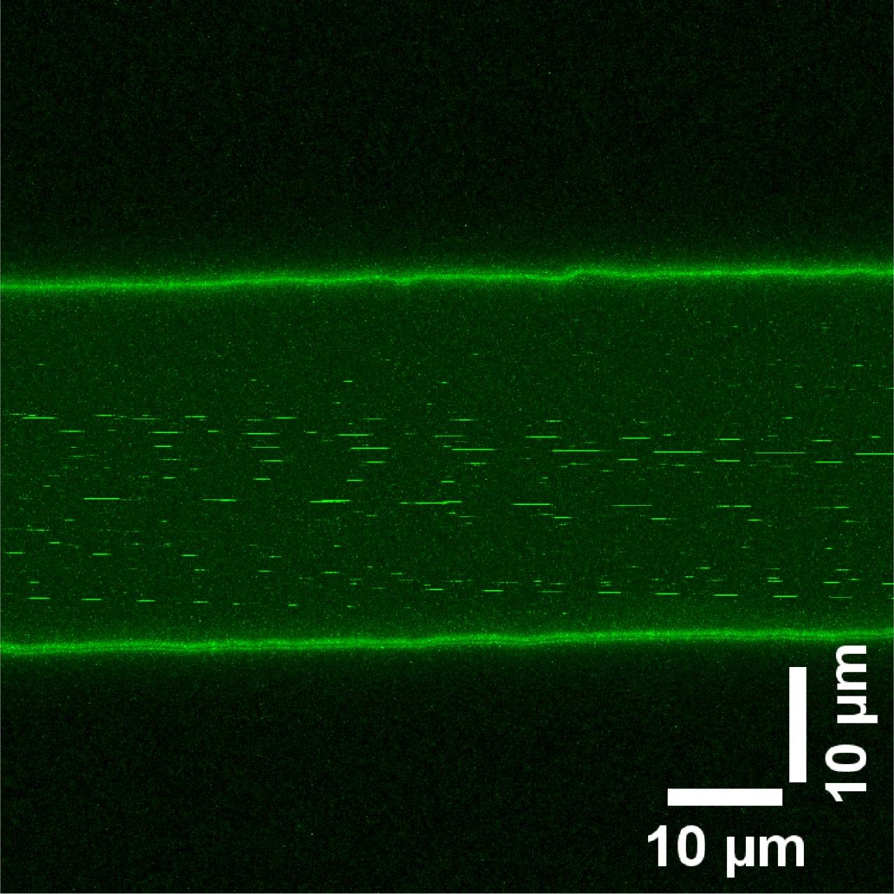 UHasselt | Tau droplets flowing through the microfluidic channel