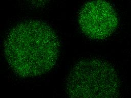 ZEISS LSM | Actin-stained Zebrafish