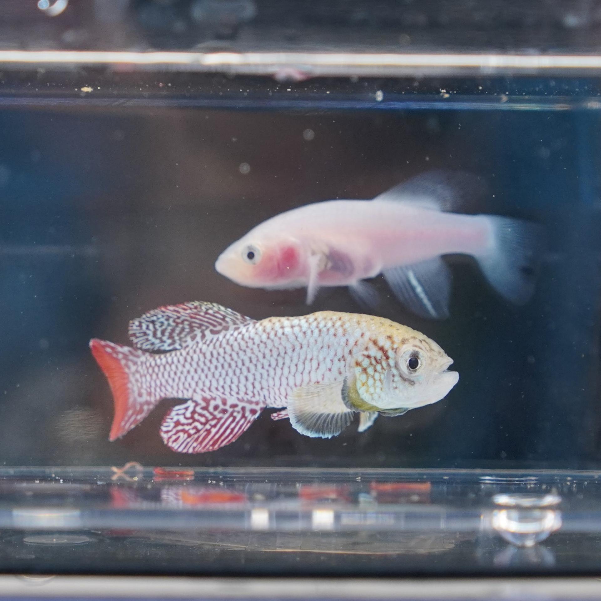 Wild type (pigmented) and klara (non-pigmented) killifish