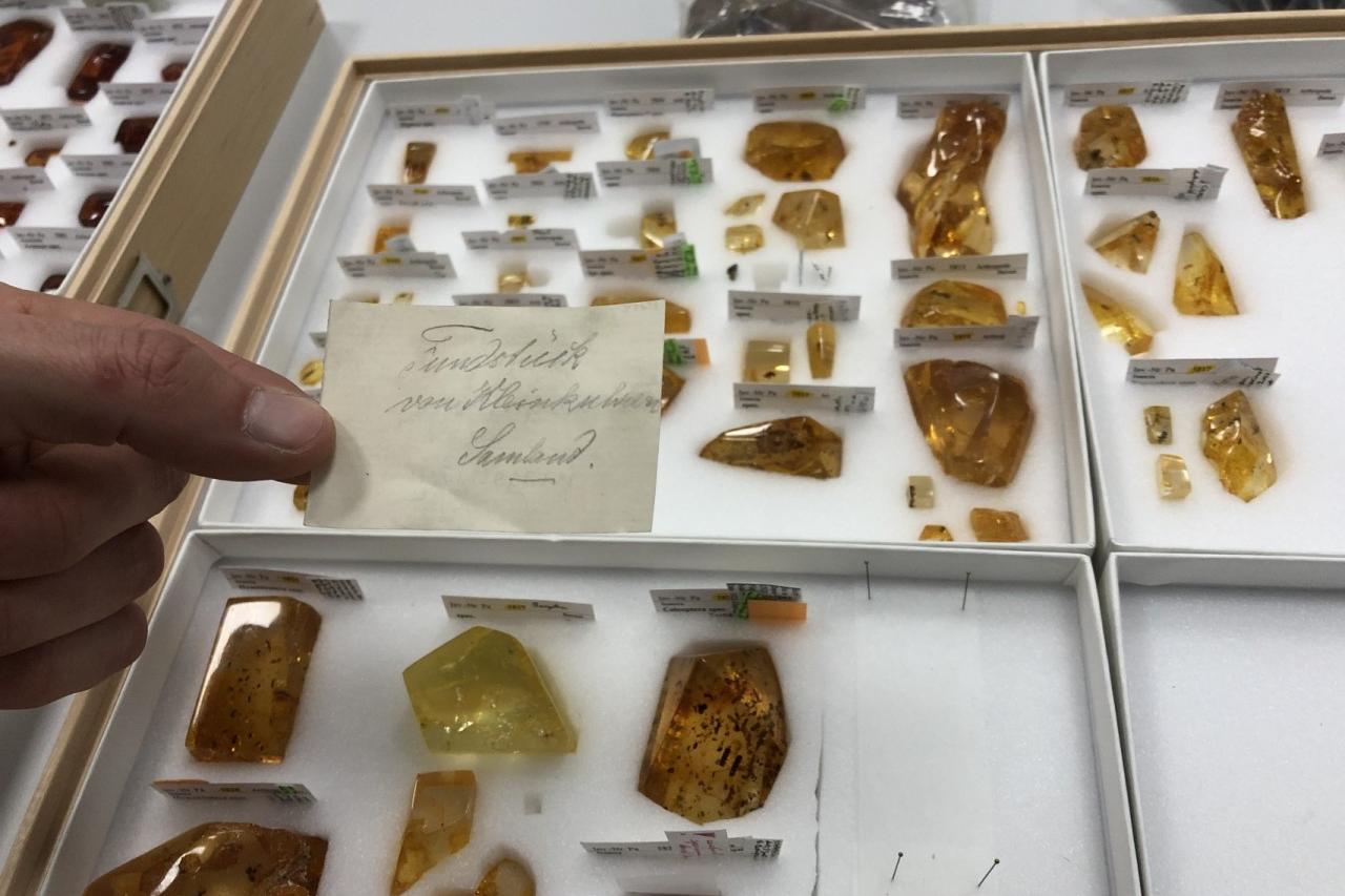 Amber Collection, Phyletisches Museum Jena