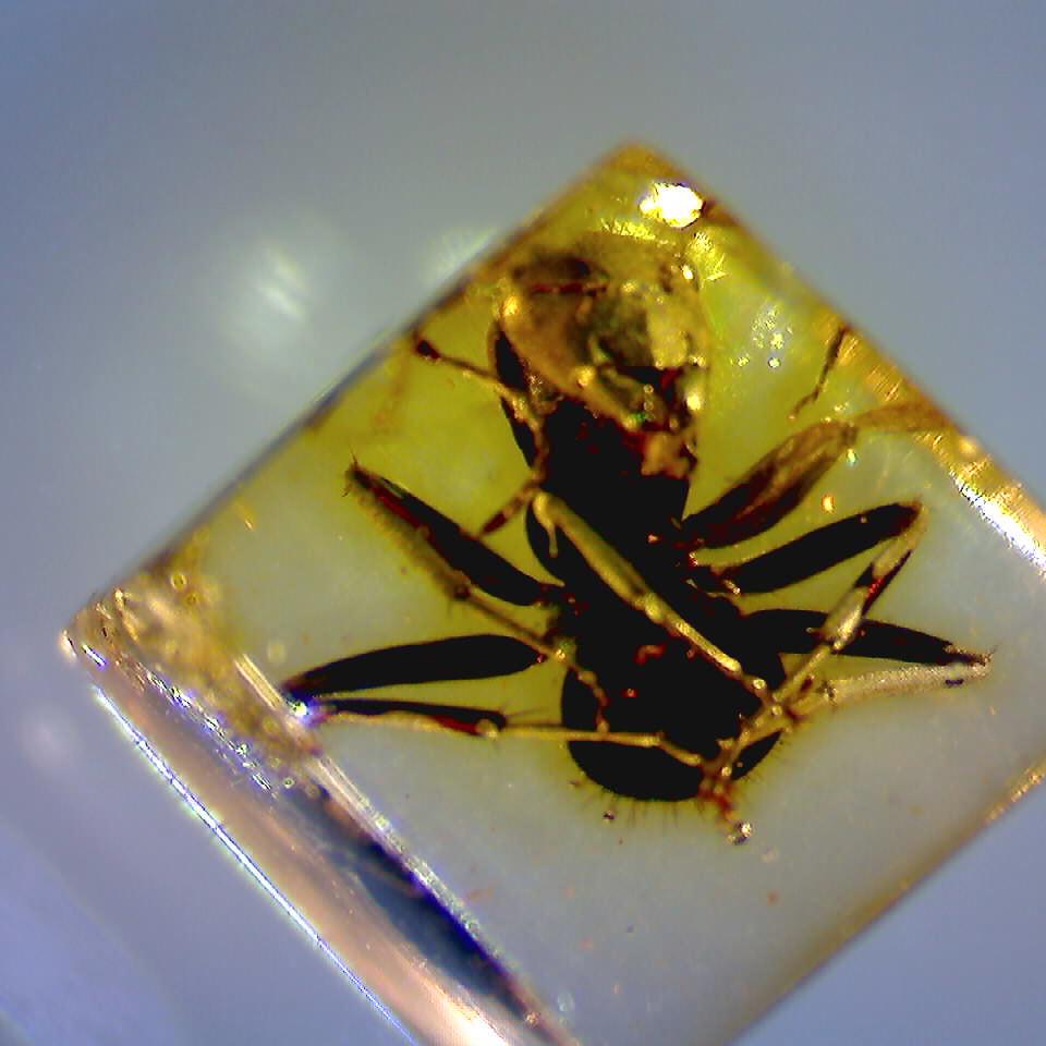 Ant | Amber Collection Phyletisches Museum Jena