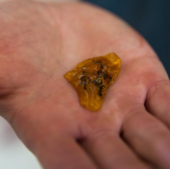 Amber inclusions | Phyletisches Museum Jena