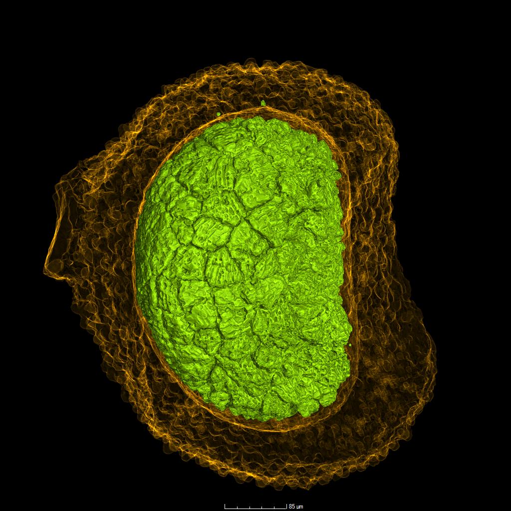 Rendering of Dormant Eggs of Animals from the Cambrian Period 535 Million Years Ago