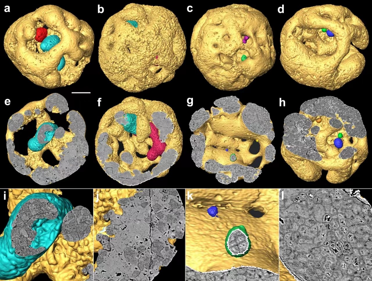 Tomographic models of rich microfossil assemblage in the Ediacaran Weng’an Biota in the early Ediacaran period, during which molecular clocks estimate the fundamental animal lineages to have diverged.