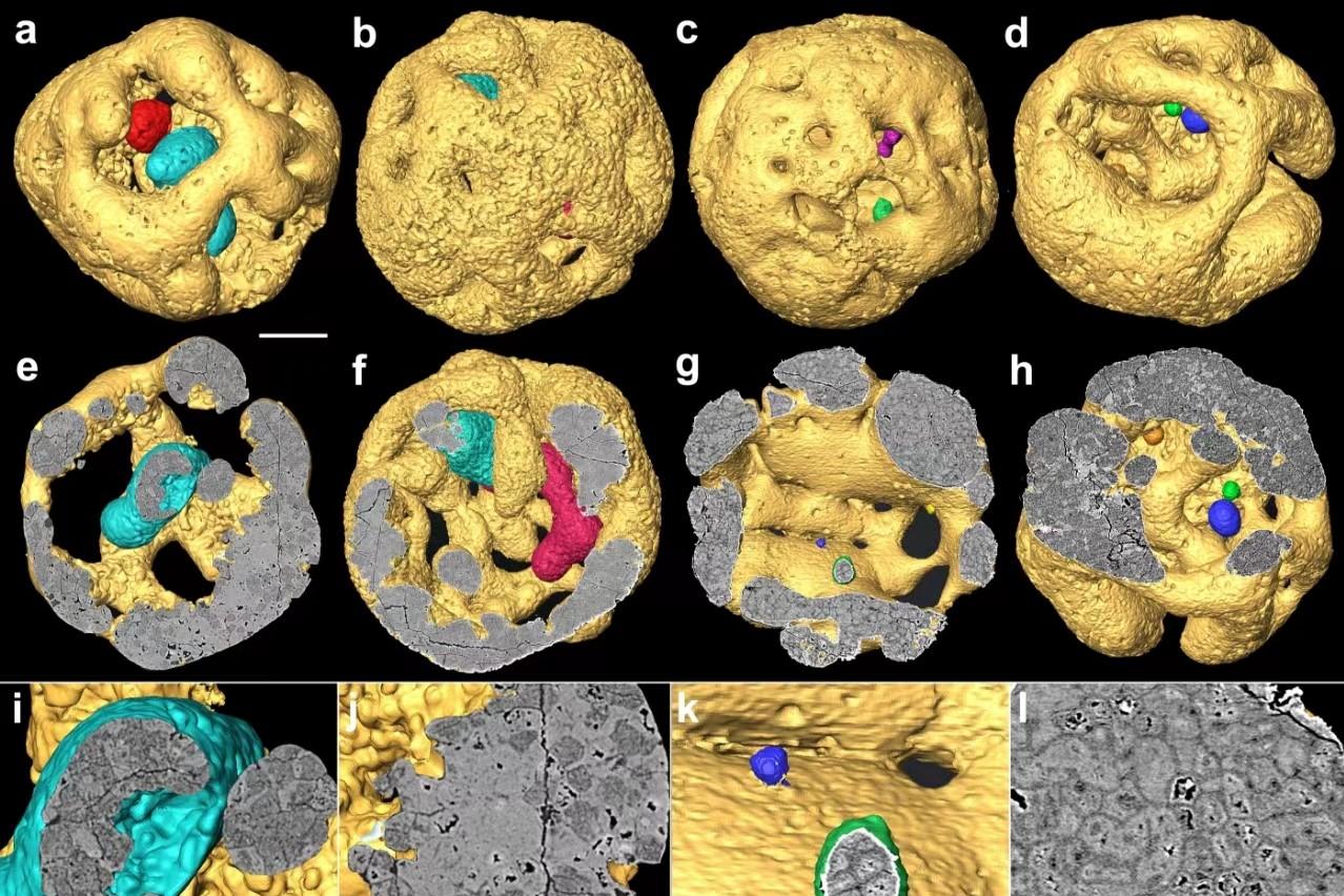 Tomographic models of rich microfossil assemblage in the Ediacaran Weng’an Biota in the early Ediacaran period, during which molecular clocks estimate the fundamental animal lineages to have diverged.