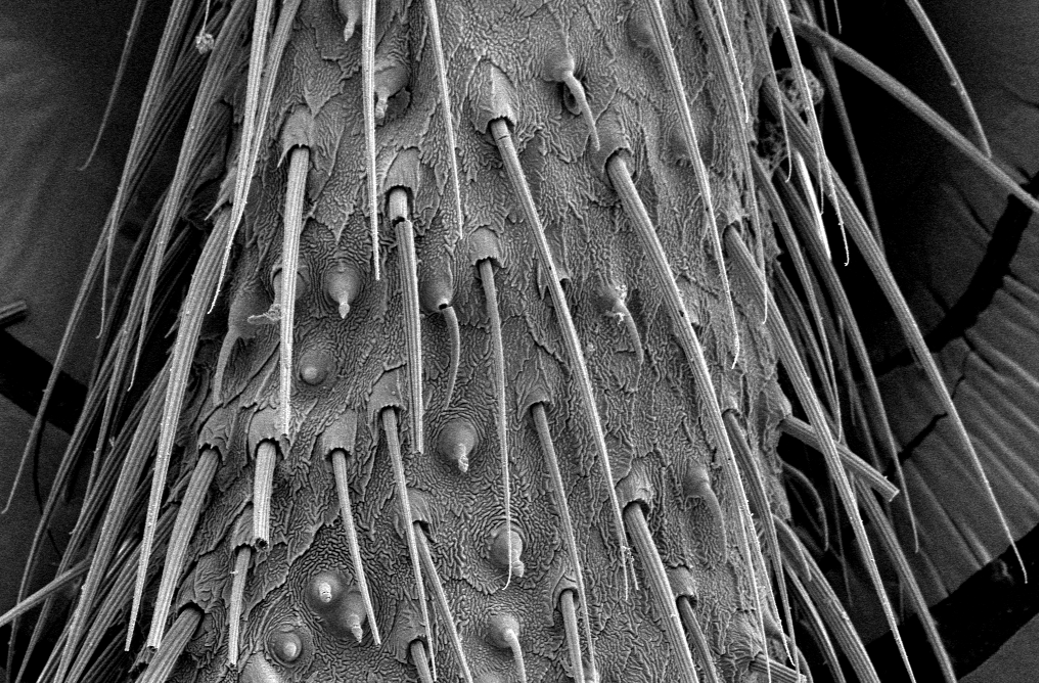 Chemical sensing hairs on a firefly antenna visualized by scanning electron microscopy.