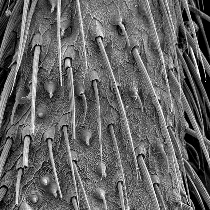 Chemical sensing hairs on a firefly antenna visualized by scanning electron microscopy.