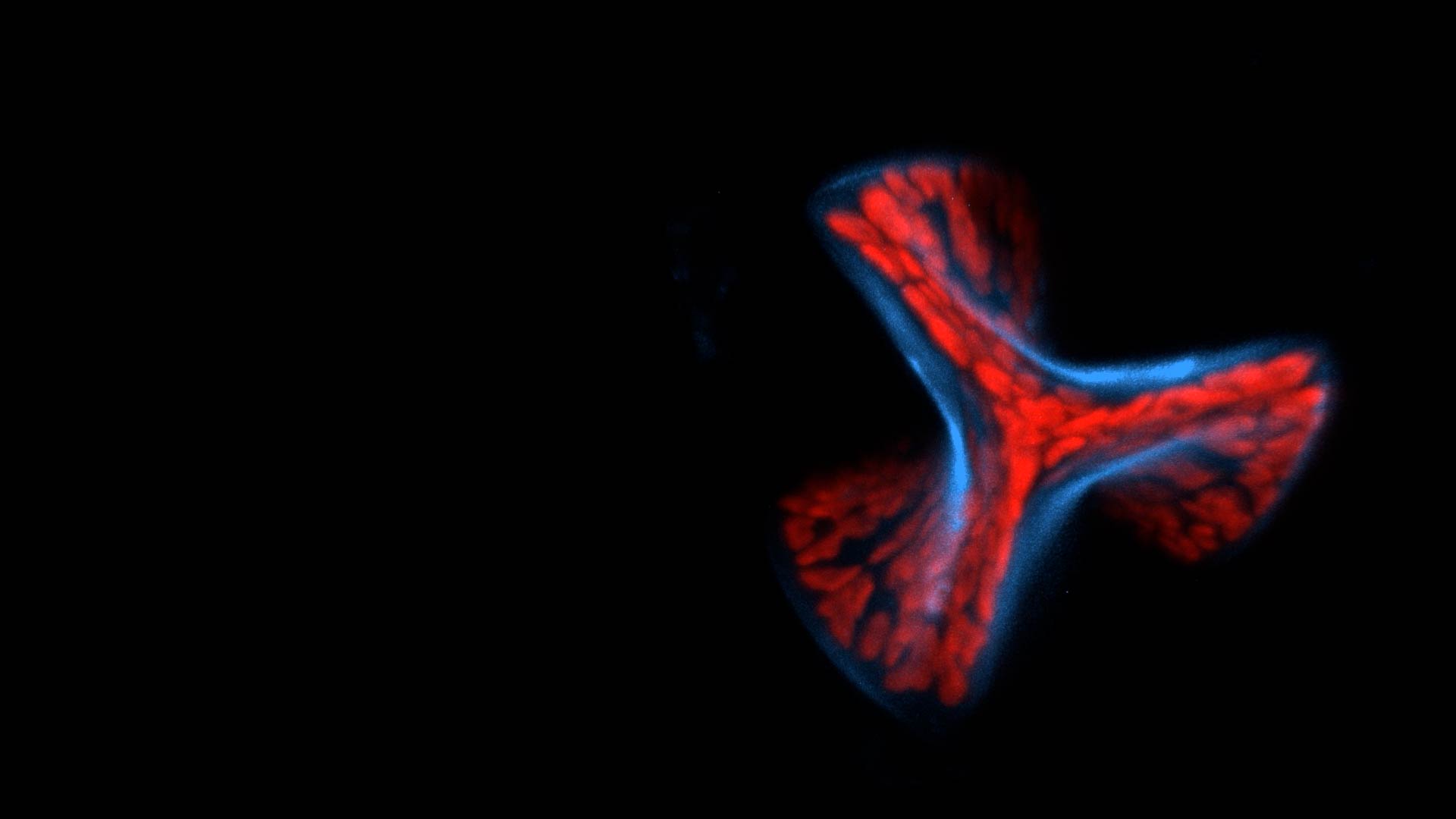 Microscopic animated view of a fluorescently stained biological structure with curved, three-lobed shape. It is red with blue outlining against a black background.