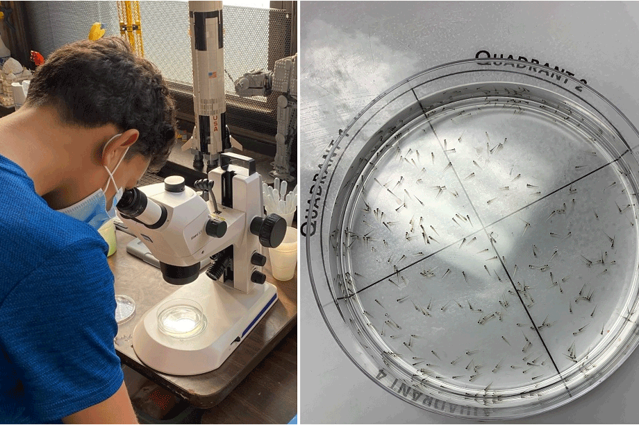 A student examines zebrafish larvae with the ZEISS Stemi 305 stereo microscope.