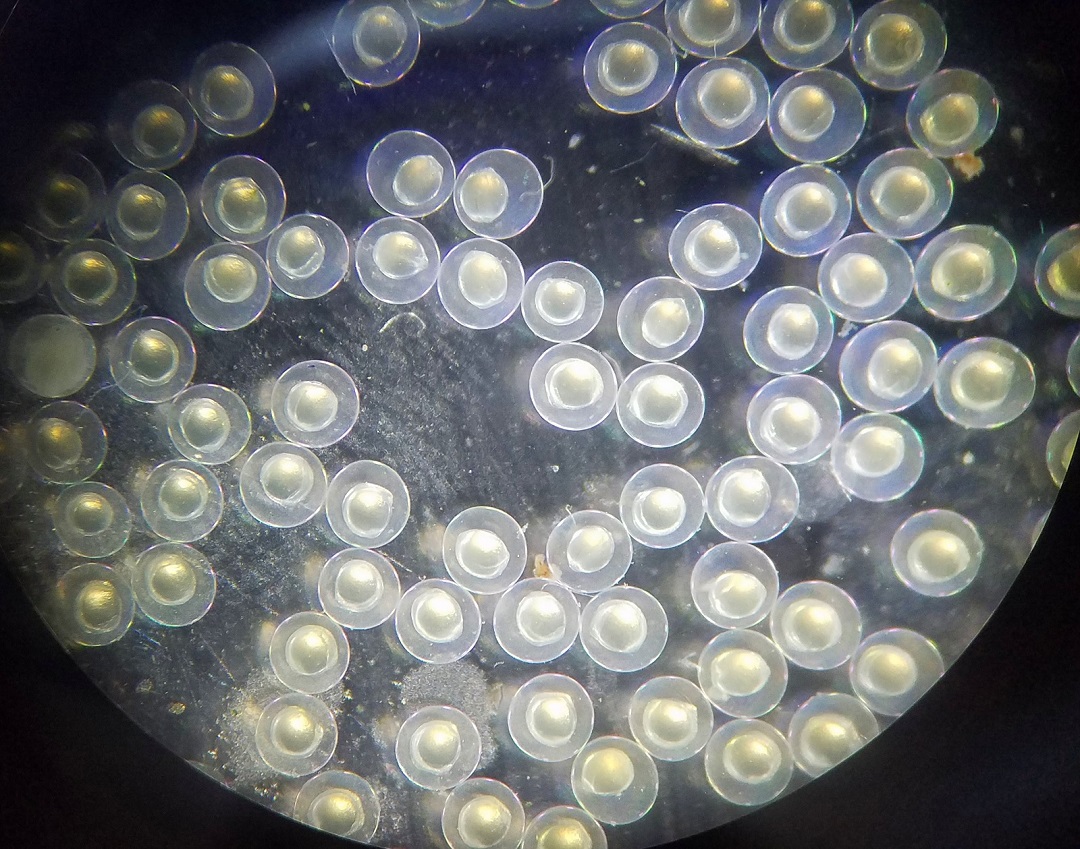 Zebrafish embryos, 10-12 hours post-fertilization