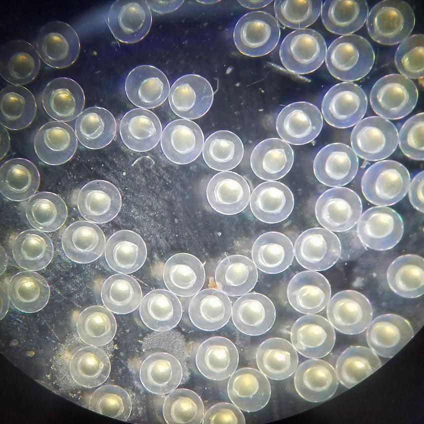 Zebrafish embryos, 10-12 hours post-fertilization