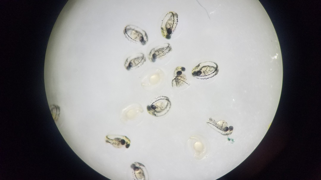 Zebrafish embryos, 48 hours post-fertilization