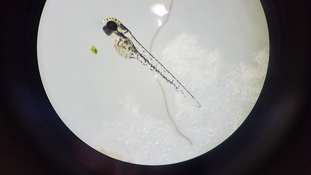 Zebrafish larva