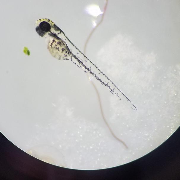 Zebrafish larva