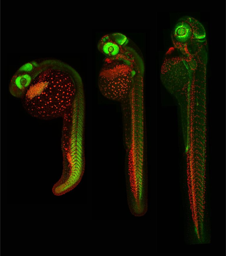 zebrafish Sample courtesy of B. Schmid, DZNE Munich, Germany 