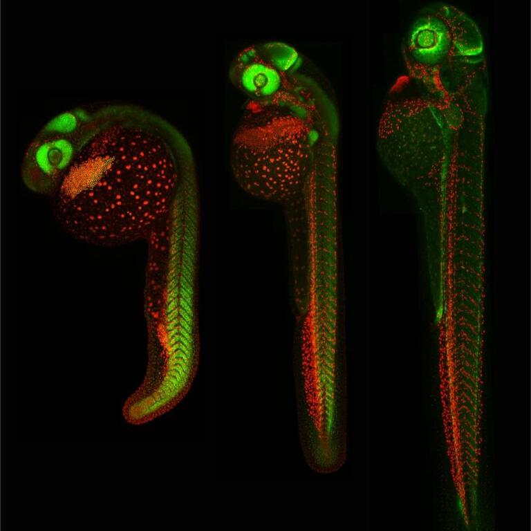 zebrafish Sample courtesy of B. Schmid, DZNE Munich, Germany 