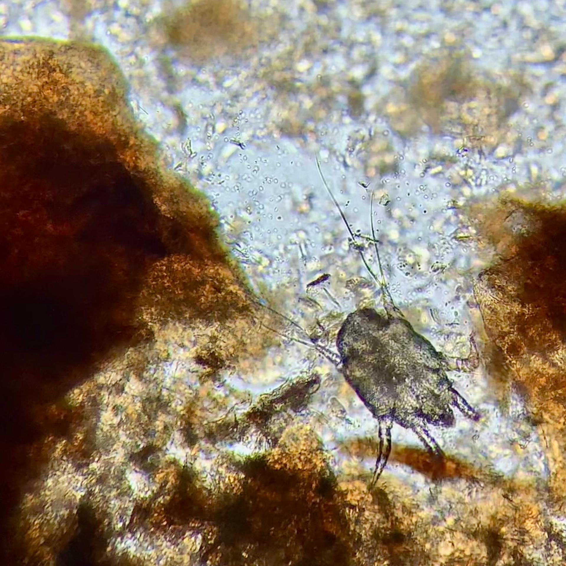 Ear mite