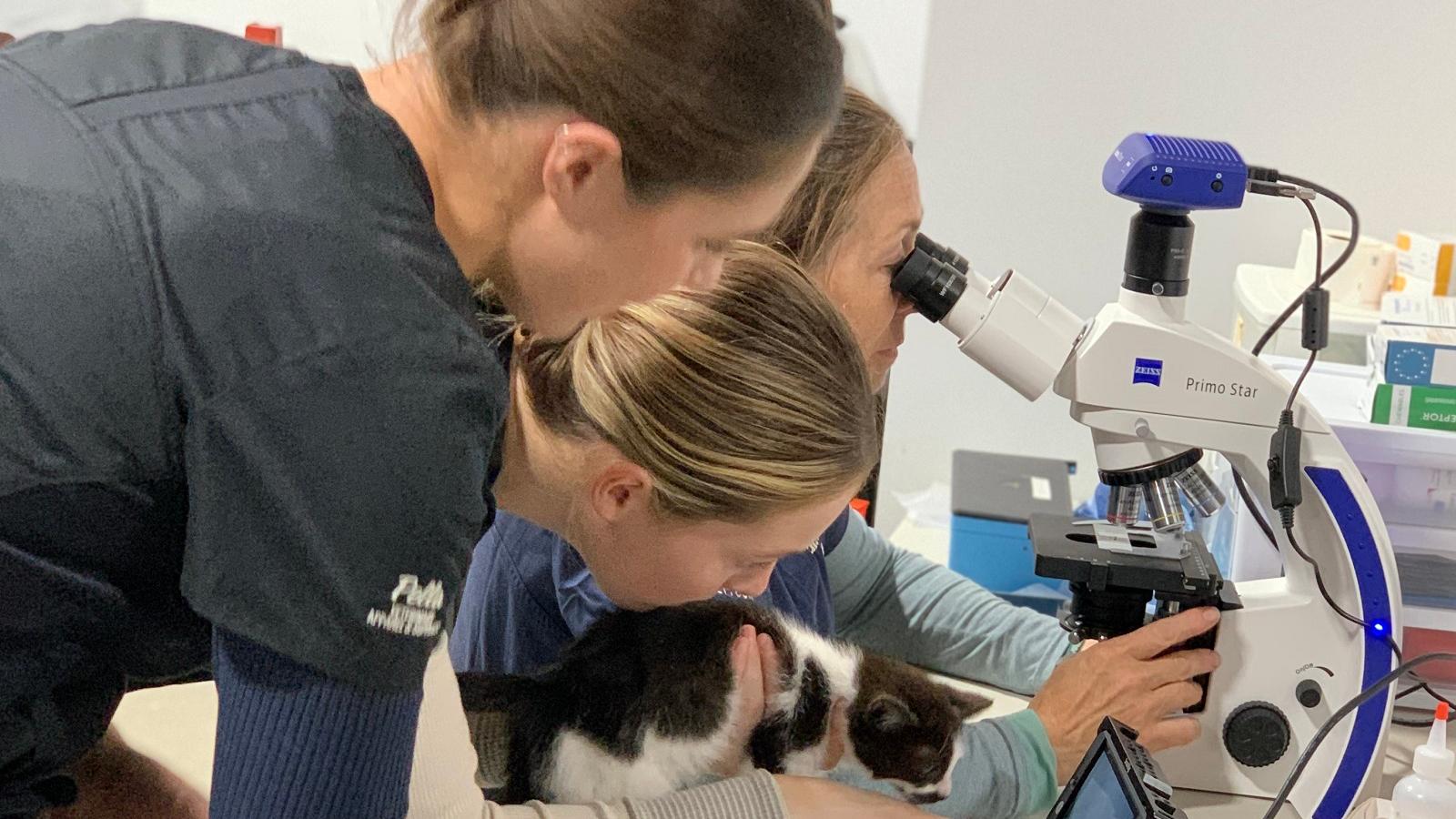Veterinarian educates a kitten owner using ZEISS Primostar light microscope