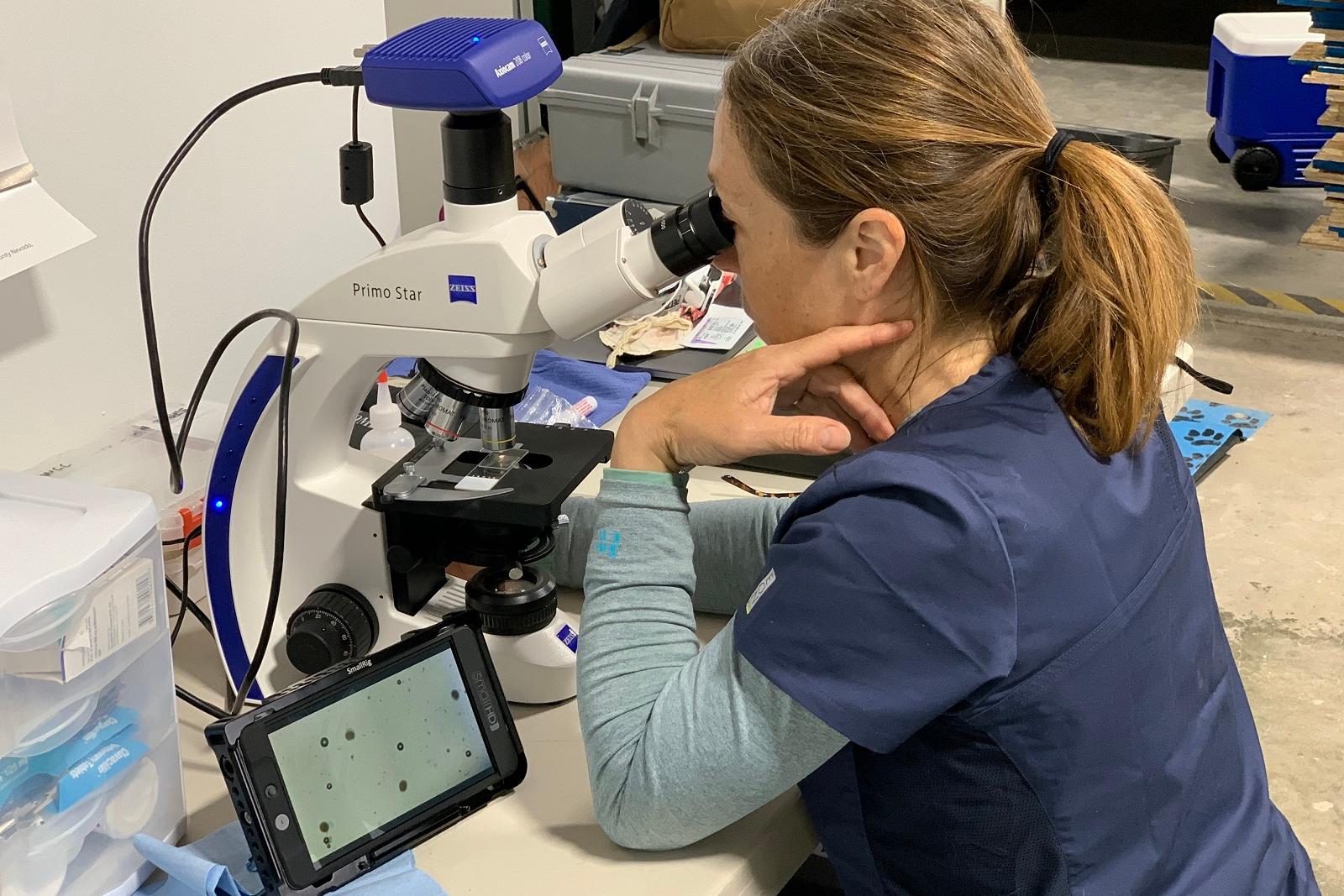 Veterinarian Dr. Michelle Oakley working with her ZEISS Primostar clinical microscope