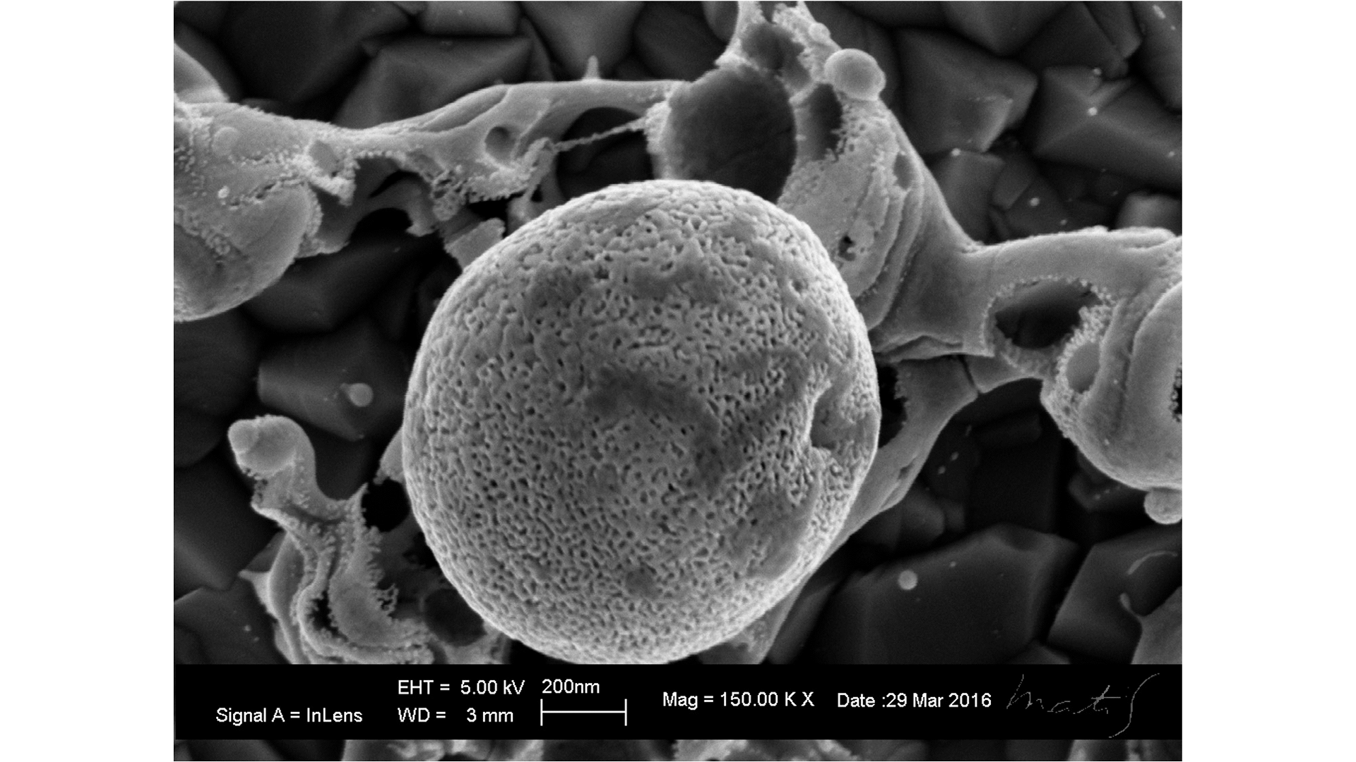 Scanning electron microscopy image of nanoporous Au particles obtained by the dealloying process of AuAg particles resulting from the chemical etching (in HNO3 solution) of the Ag atoms from the alloy particles.