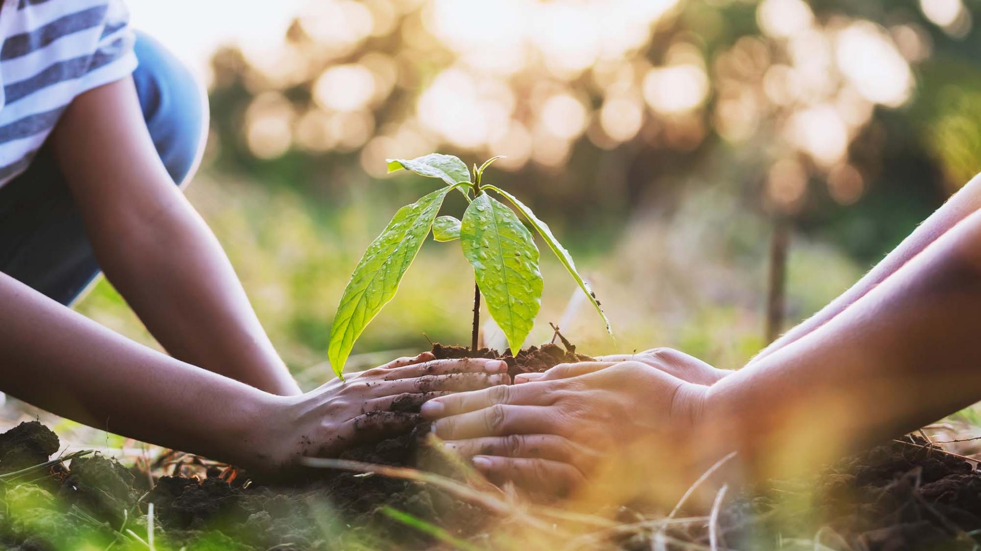 Two children plant a small tree in the ground