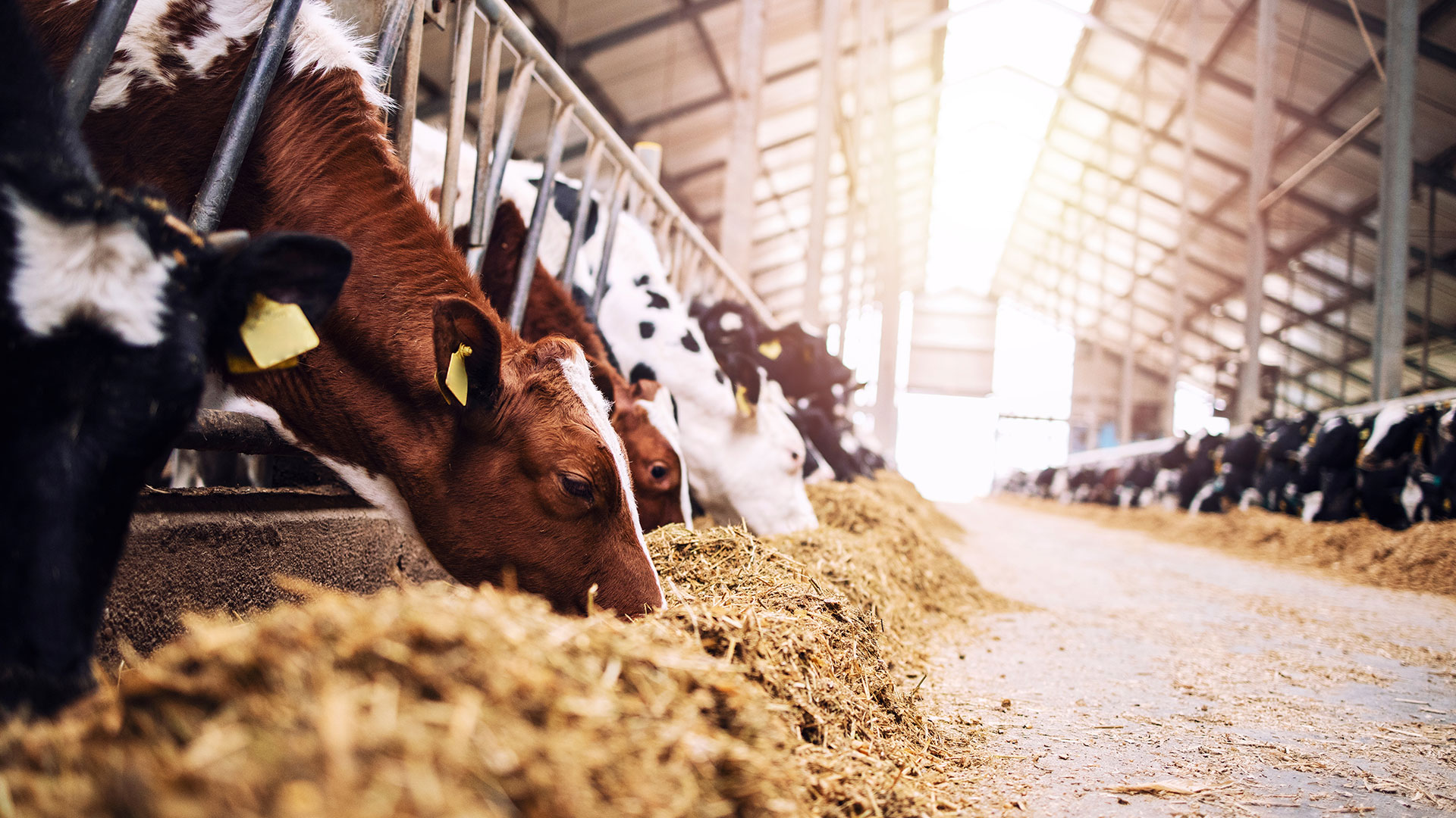 Herd of healthy dairy cows feeding in row of stables in feedlot barn on livestock farm