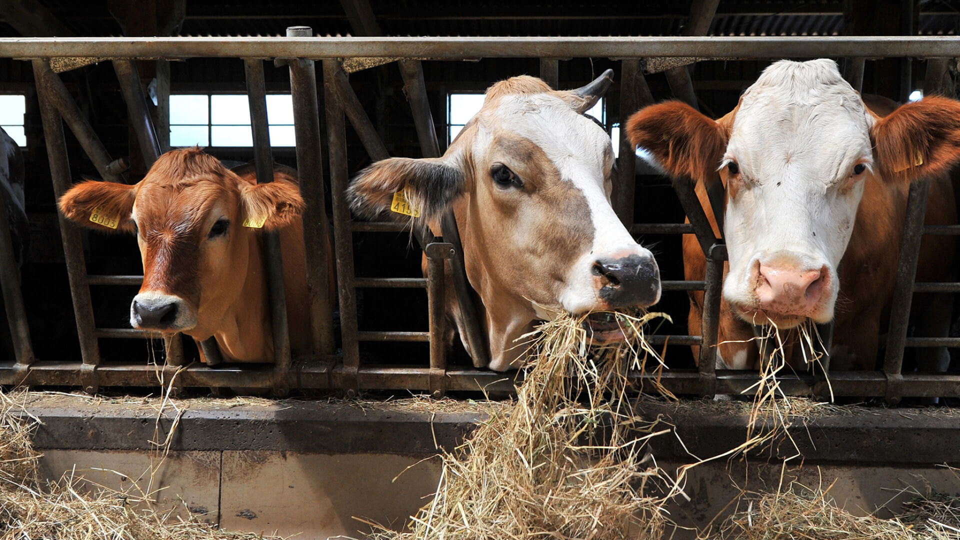 cows standing in an open barn, recycling of waste in the animal processing industry